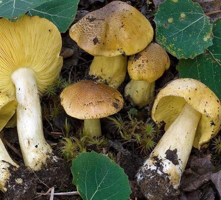 Зеленки и подзеленки фото. Зеленушка (Tricholoma equestre). Зеленушка гриб съедобный. Зеленушки и зеленушки грибы. Рядовка гриб зеленушка.