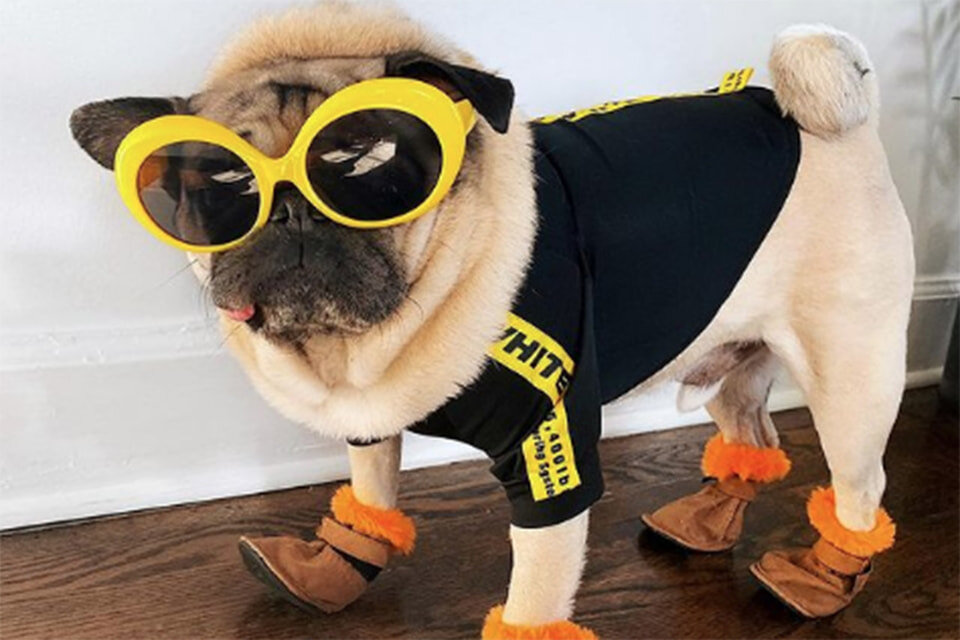 «Так я одеваюсь, чтобы прогуляться вокруг дома» — Мопс Дуг/@itsdougthepug 