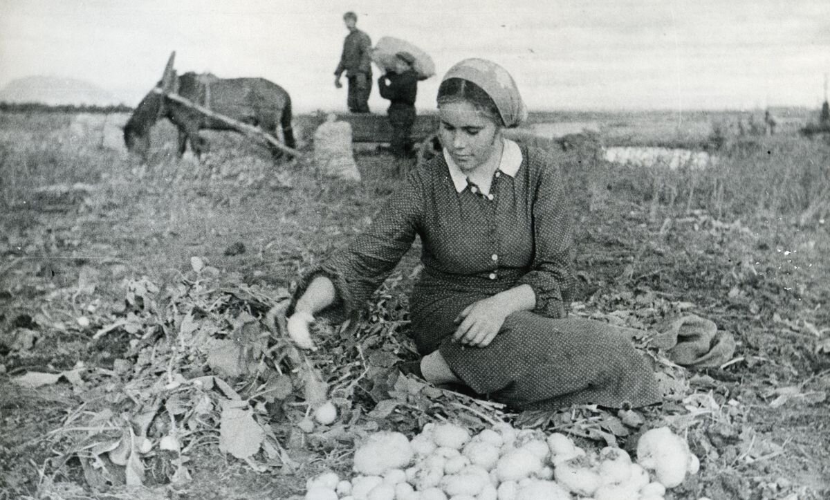 1942, уборка репы. Изображение из свободного доступа в сети Интернет