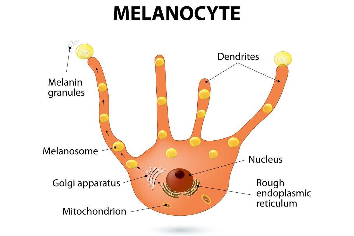 Меланин функции в коже