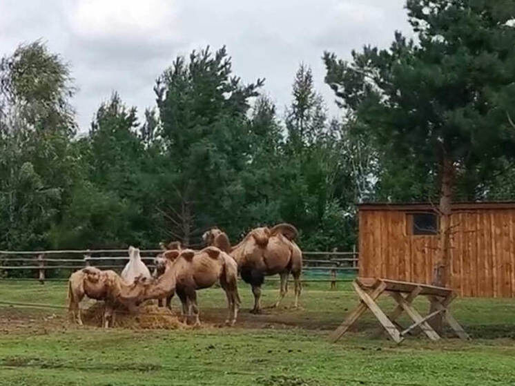     кадр из видео telegram-канала Минкультуры Забайкалья