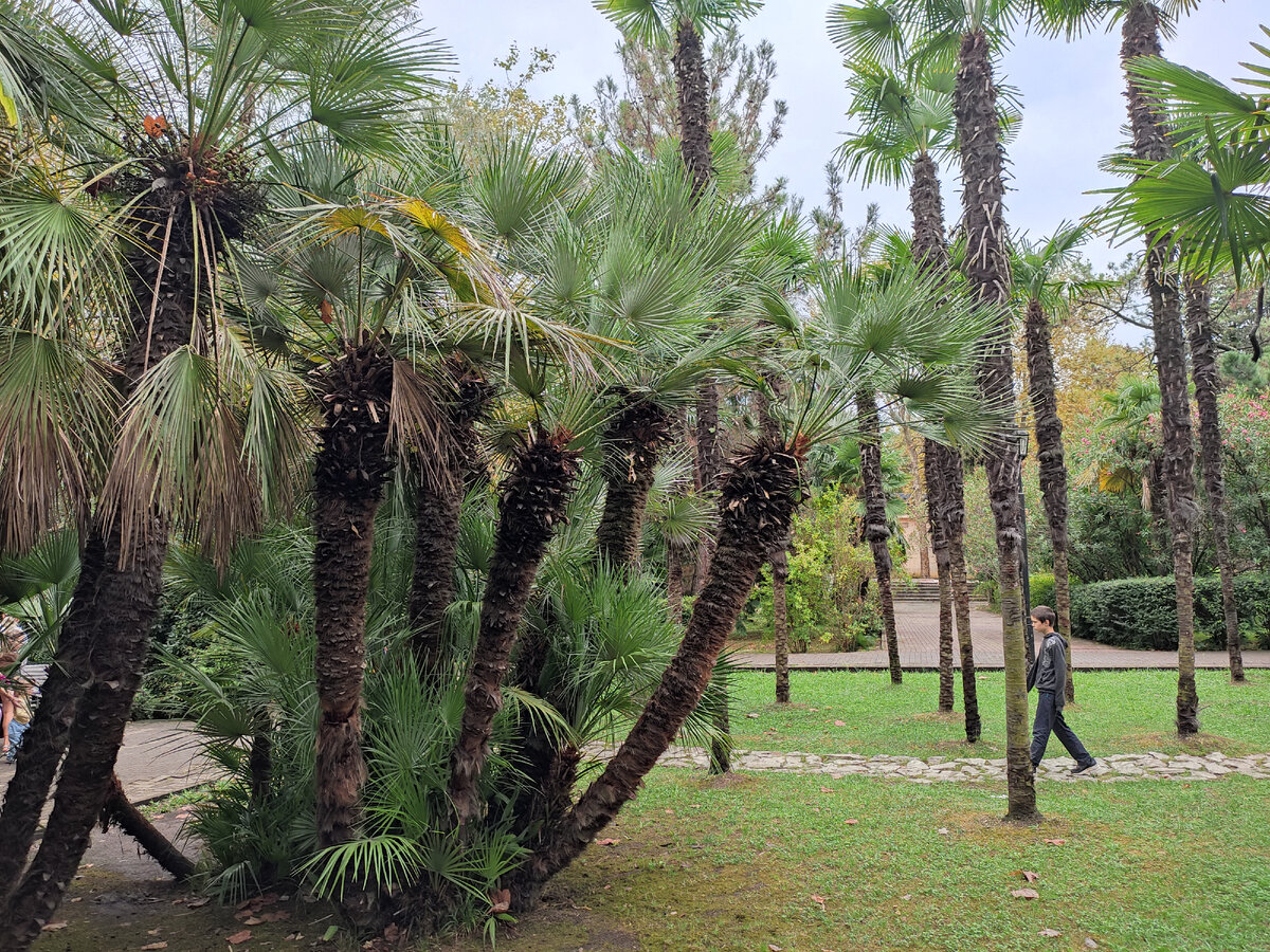 В парке "Ривьера" осенью. Фото автора. 