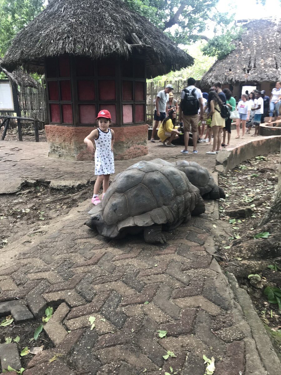 1. Сейшельские черепахи: великаны, среди простых черепах: Сейшельские черепахи (Aldabrachelys gigantea) являются одними из крупнейших черепах в мире. Взрослая особь может достигать веса около 250 кг и иметь длину раковины до 1,2 метра. Эти гиганты живут на различных островах, и Занзибар - один из немногих мест, где можно увидеть их в их естественной среде обитания.

2. Занзибар: идеальное место для обитания черепах:
Остров Занзибар предлагает Сейшельским черепахам идеальные условия для обитания. Тропический климат, обилие пищи и отсутствие естественных хищников делают остров безопасным местом для этих удивительных животных. Здесь они могут свободно пастись на зеленых лугах и песчаных пляжах, а также наслаждаться теплыми водами Индийского океана.