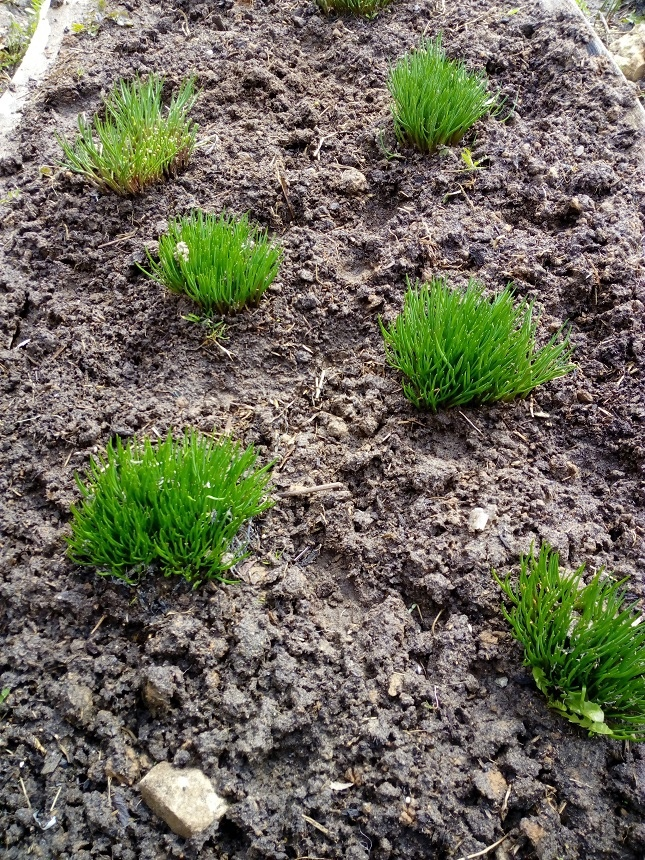 Лучок на зелень