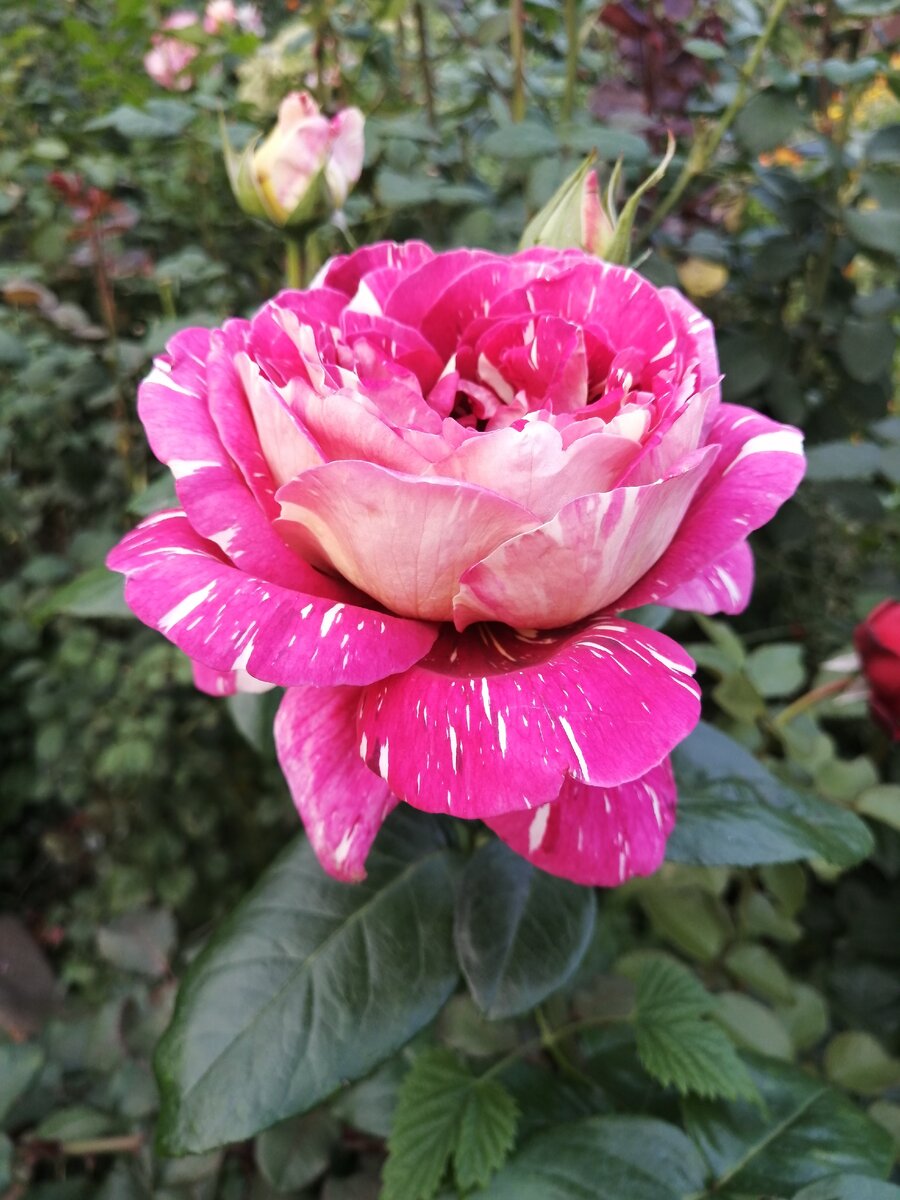 Пестрая Фантазия. 