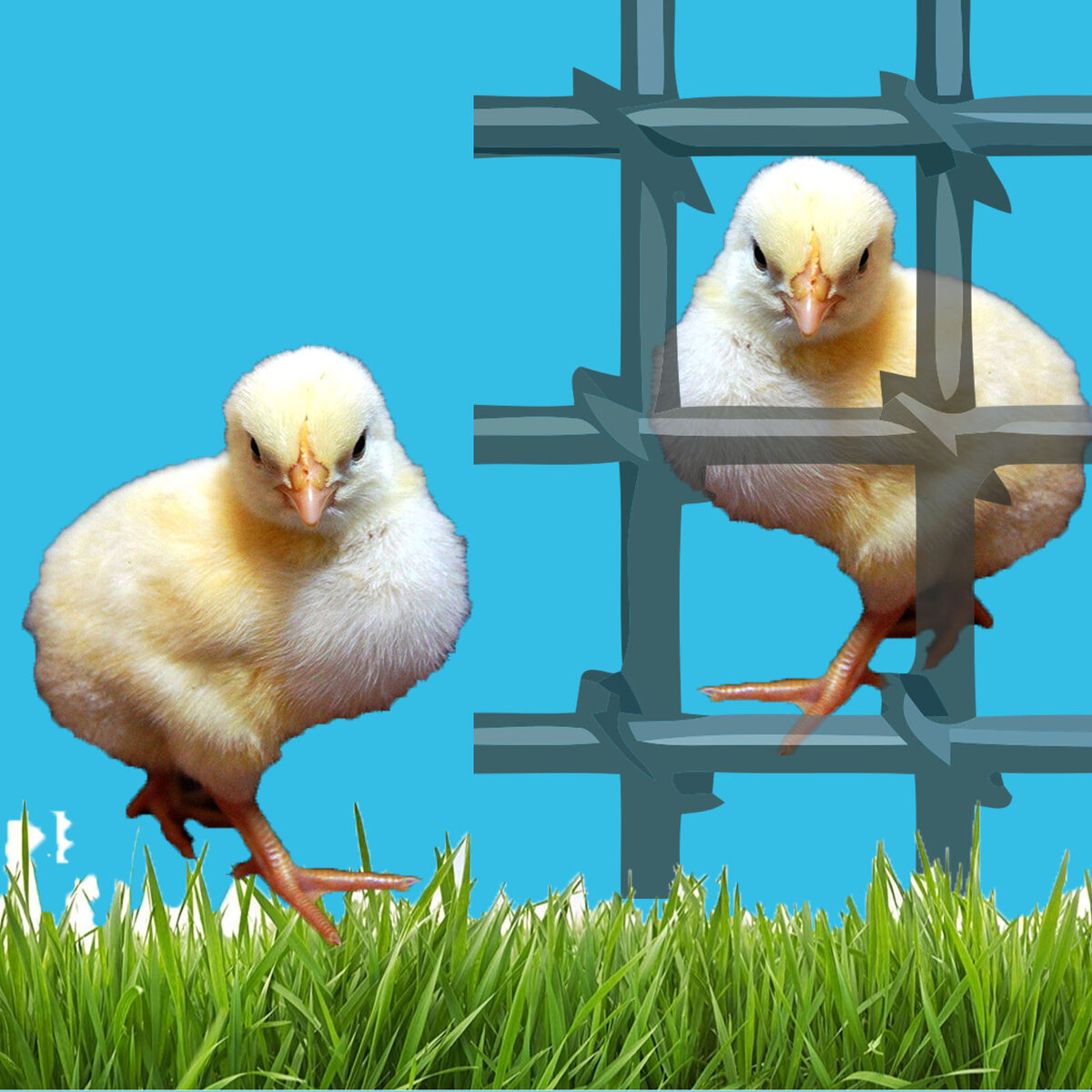 Сидит за решеткой в темнице сырой,  вскормленный в неволе бройлер молодой