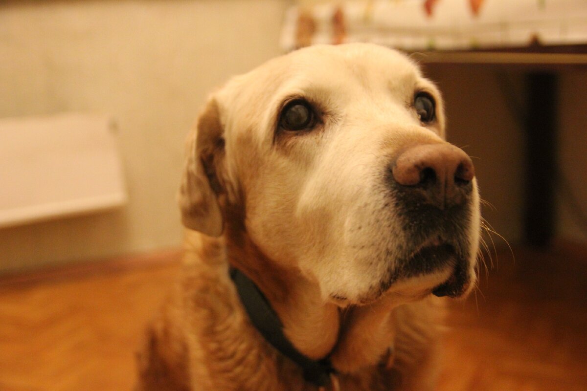 Рич. Лабрадор ретривер. 13,5 лет