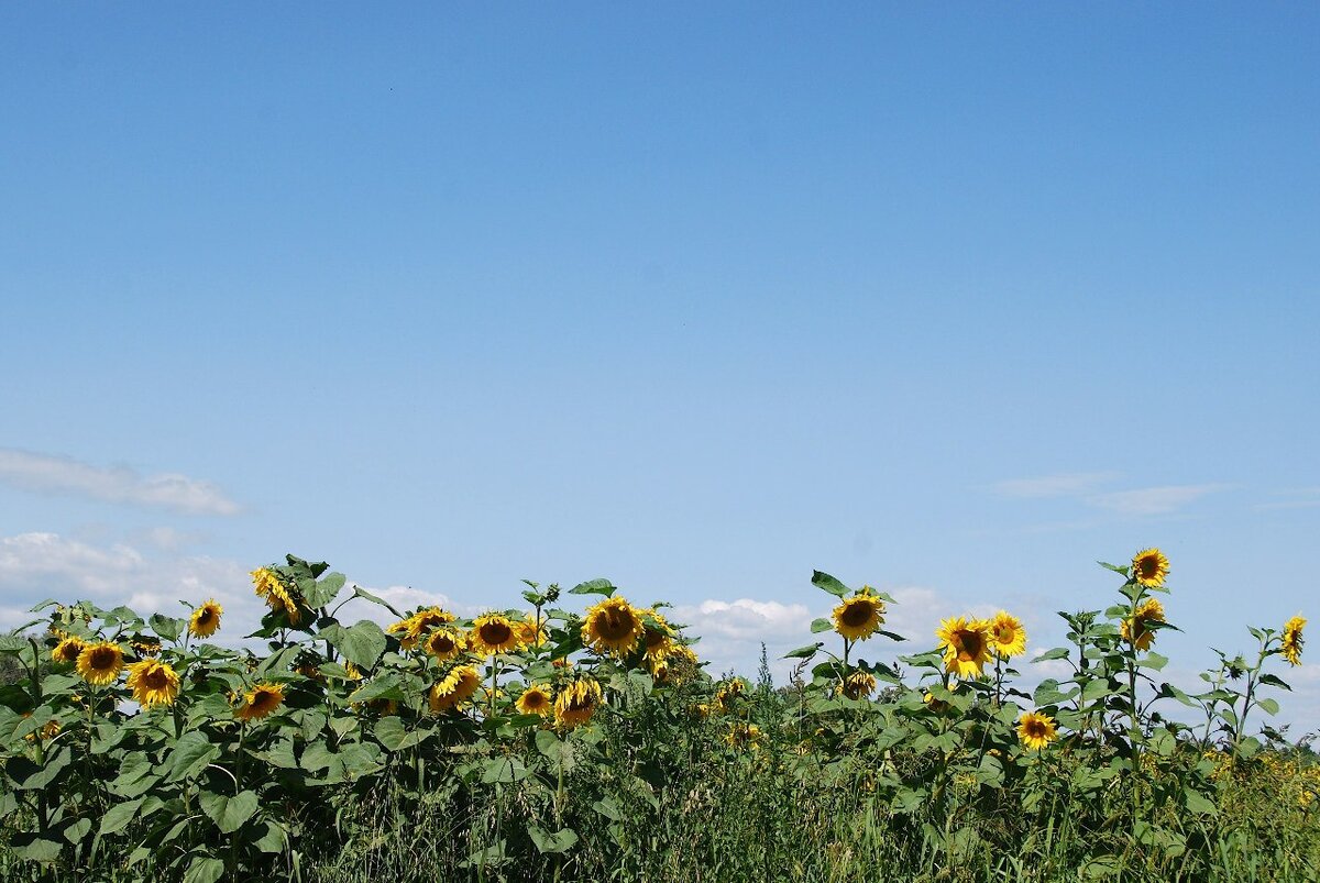 подсолнухи
