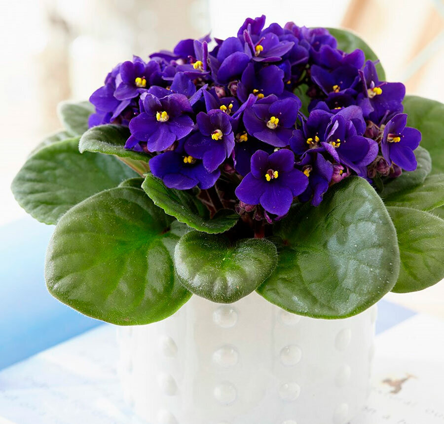 Фиалка узамбарская