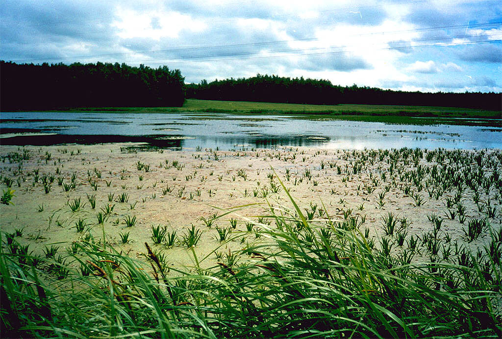 Вокруг нас много озёр. Большинство из них заболочены, а многие с солёной водой