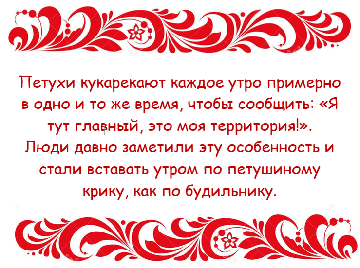 Почему петухи кукарекают утром. Почему петух перестал кукарекать?.. Почему петух кукарекает рано утром