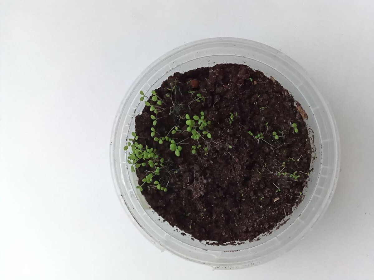 Простой способ, как сеять петунию на рассаду в домашних условиях