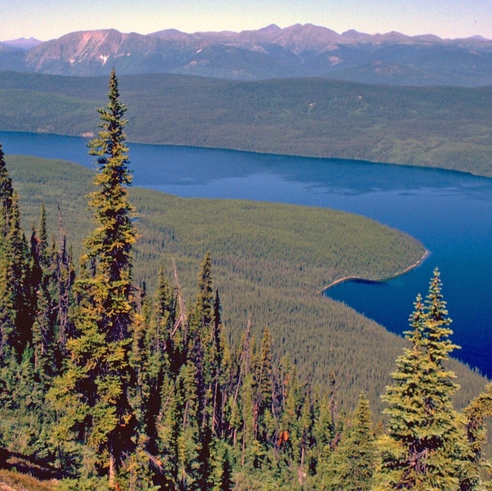 у них (фото с ресурсов: http://ukhtoma.ru/geobotany и https://lesprominform.ru)