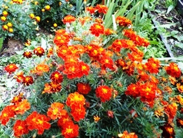 Яркие бархатцы