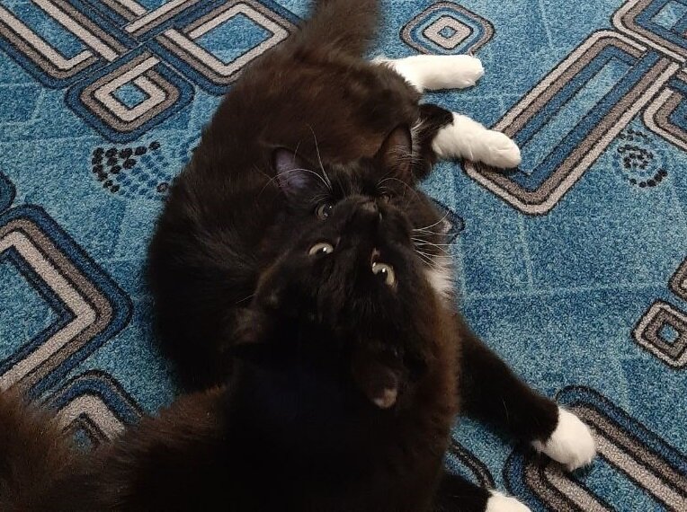 Наши коты, Вечер (ближе) и Ветер (сзади)