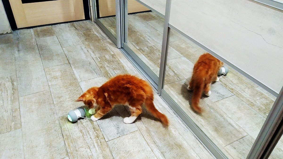 Мейн кун Степа.