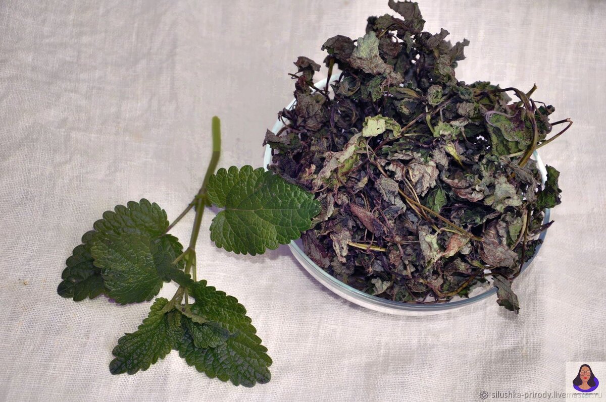 Взято из свободных источников Яндекс. https://cs1.livemaster.ru/storage/ac/9b/c90111c771ff467311abbf49e7lr--materialy-dlya-tvorchestva-melissa-lekarstvennaya-sbor-2020g.jpg