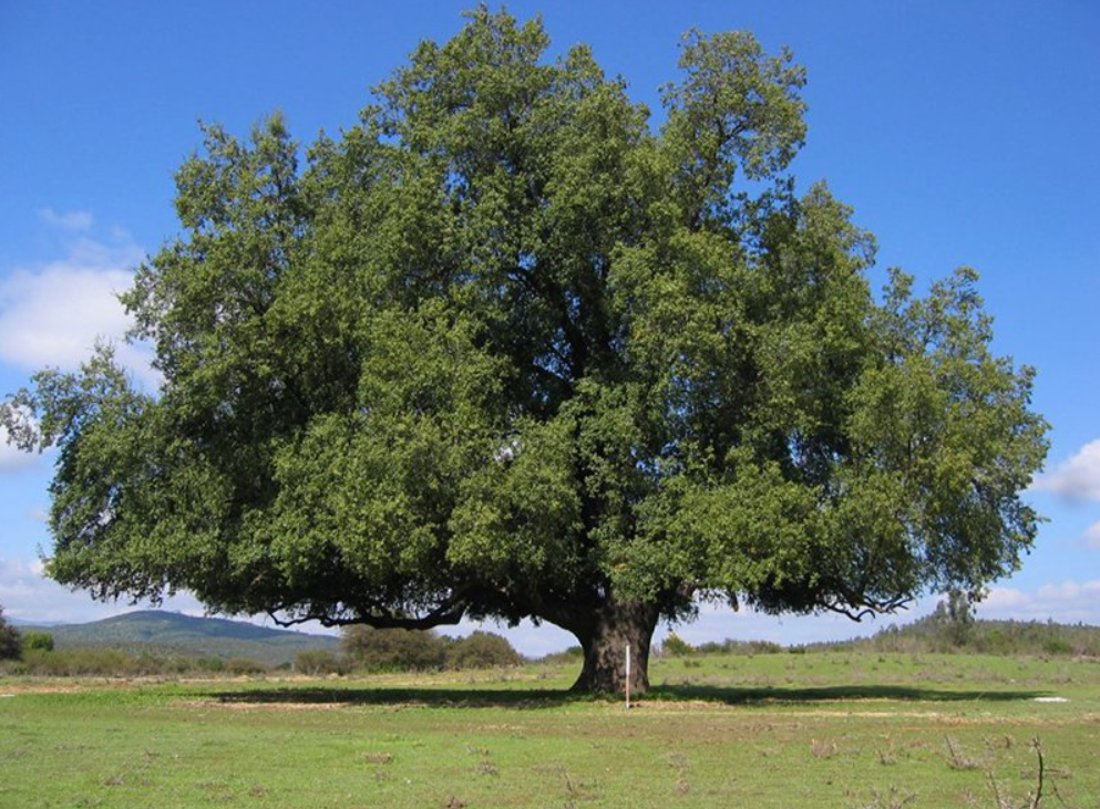 Arbol tilo fotos