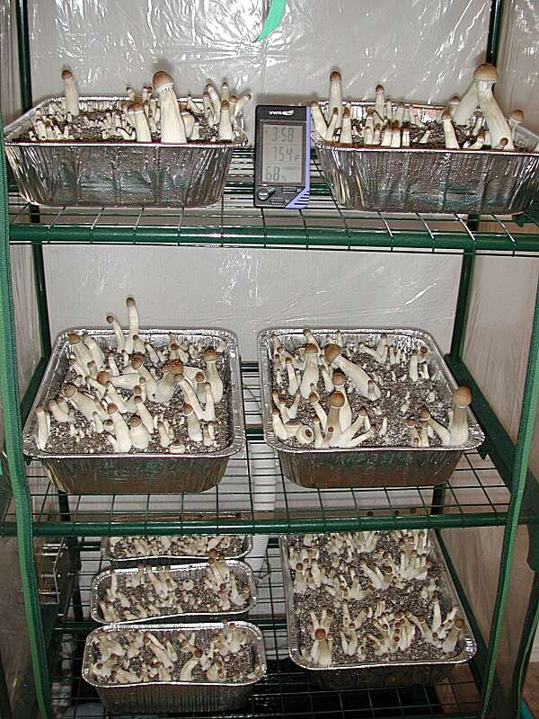 Изображение  с просторов интернета. Свободный доступ.