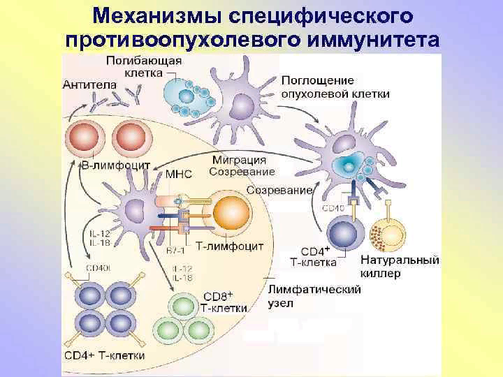Клетки участвующие в иммунном ответе. Противоопухолевый иммунитет иммунология схема. Механизмы противоопухолевого иммунитета иммунология. Механизм противоопухолевого иммунитета схема. Схема противоопухолевого иммунного ответа.