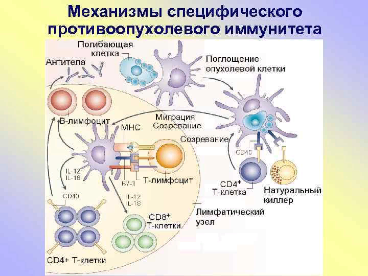 Виды патологии иммунной системы схема