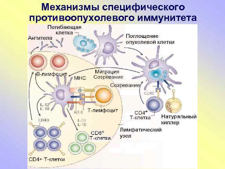 Участвует в иммунном ответе. Противоопухолевый иммунитет иммунология схема. Механизмы противоопухолевого иммунитета иммунология. Механизм противоопухолевого иммунитета схема. Схема противоопухолевого иммунного ответа.