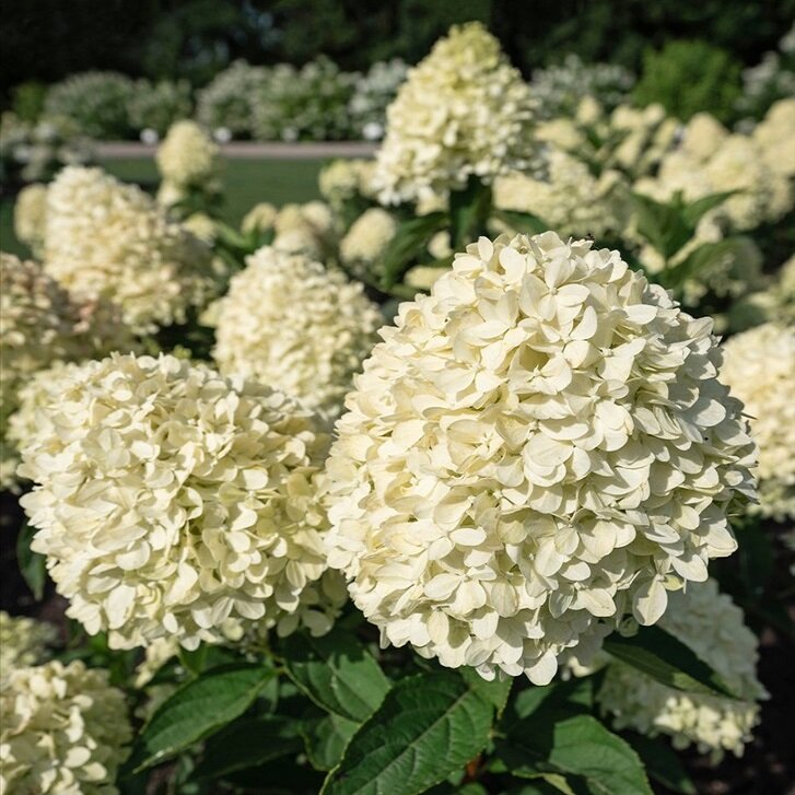 Гортензия метельчатая «Коттон крем» («Cotton Cream»)