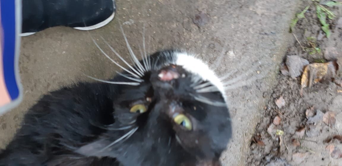 кот новости сегодня