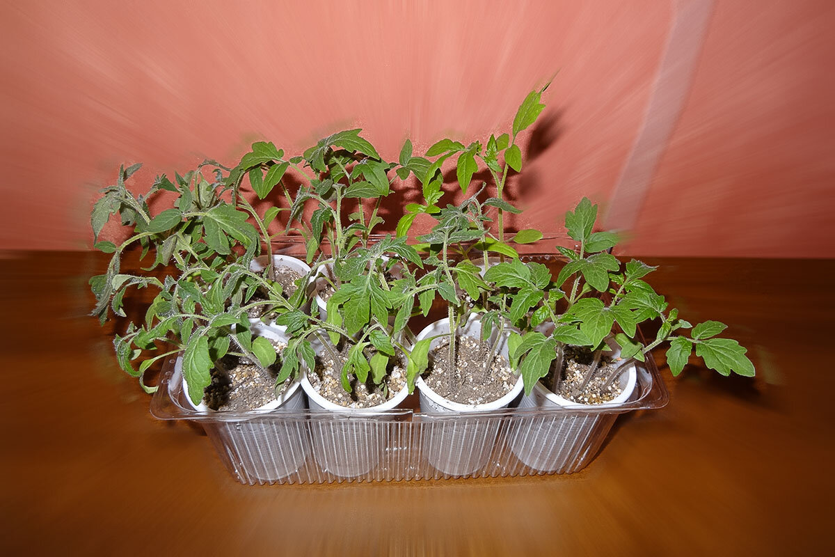 Томаты посеяны в стаканы 200 г 