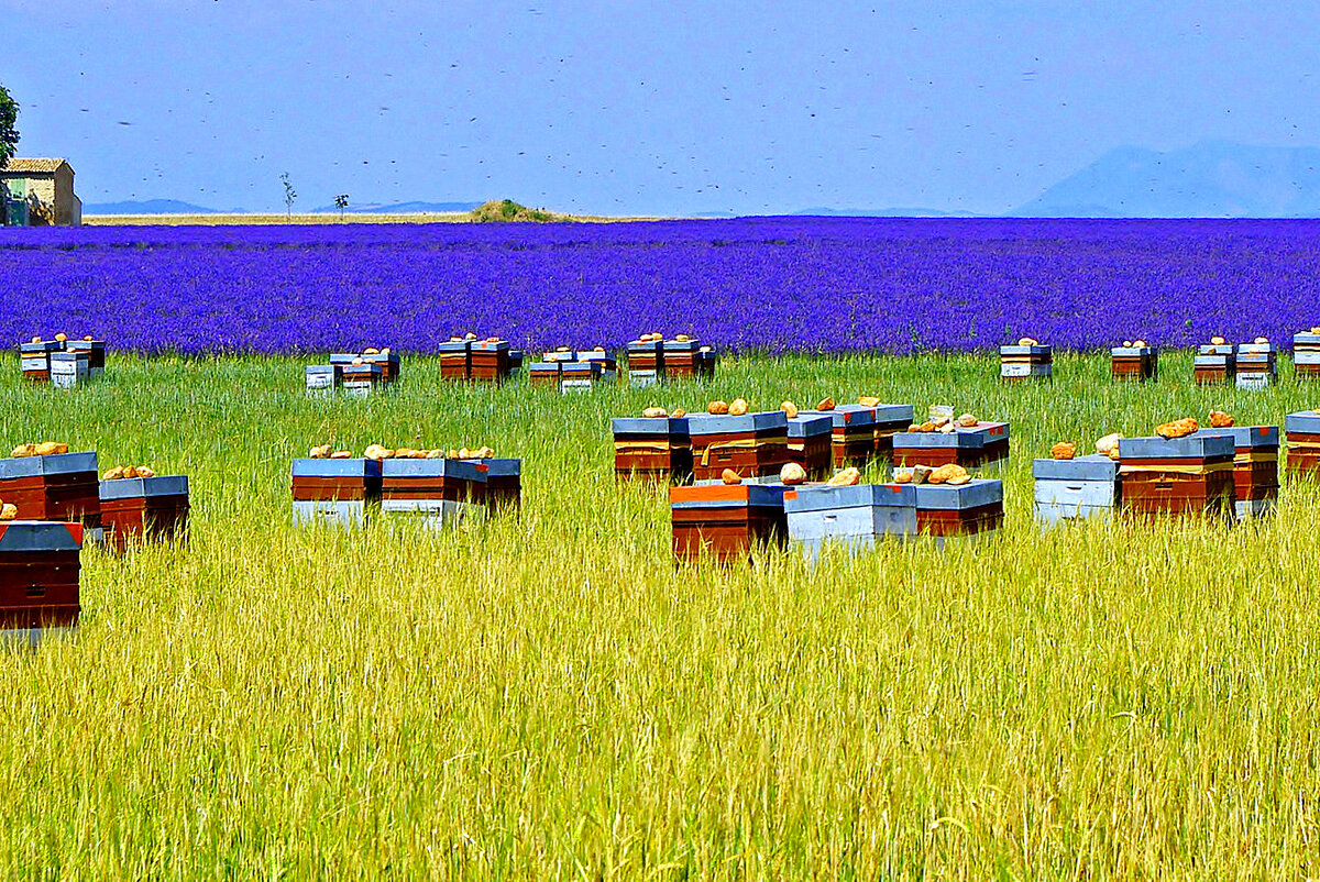 Ульи в поле