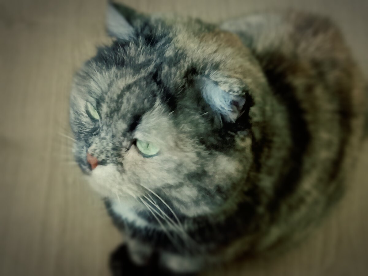 Я вам свое мнение высказала