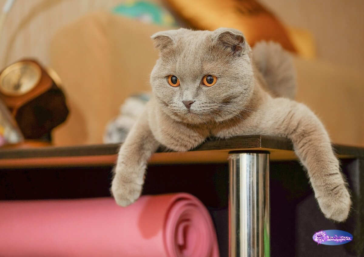 Шотландская вислоухая. Всегда начеку