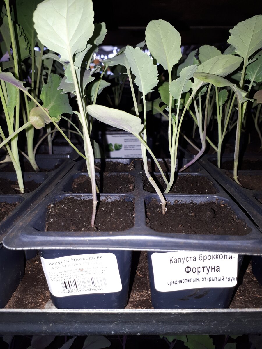Капуста брокколи рассада