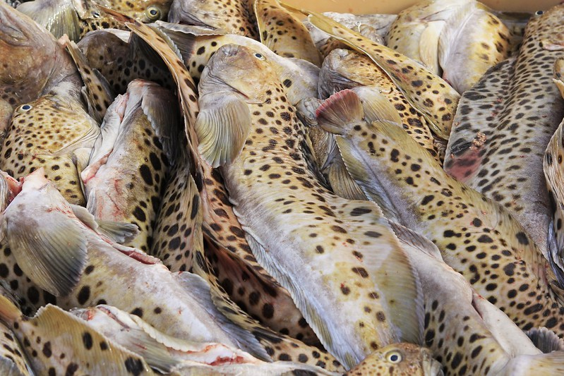 Рыба ЗУБАТКА: польза и вред | Crispy.news | Дзен