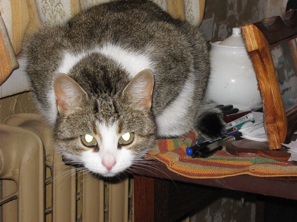 Вишка первый раз окотилась, когда ей исполнился ровно год. Сразу принесла шестерых. Фото мое.