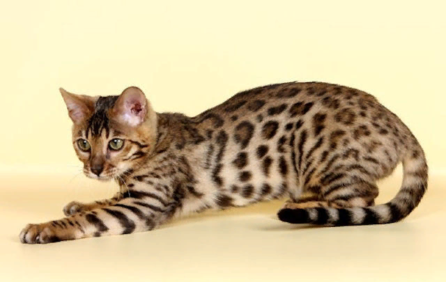 Леопардовую кошку хотел бы иметь каждый человек, однако цена на нее велика и многим она не по карману.