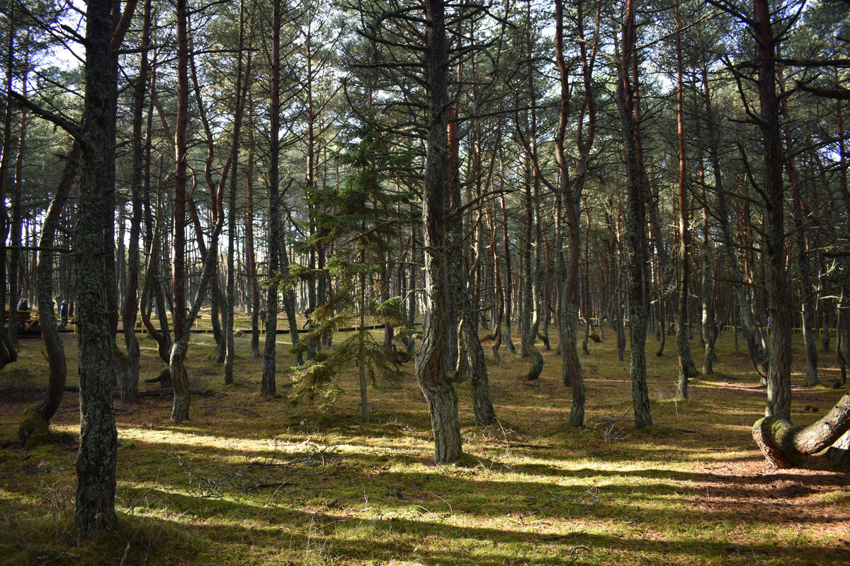 Если присмотреться, уже можно рассмотреть "энергичные" движения тазом, у некоторых деревьев! 
