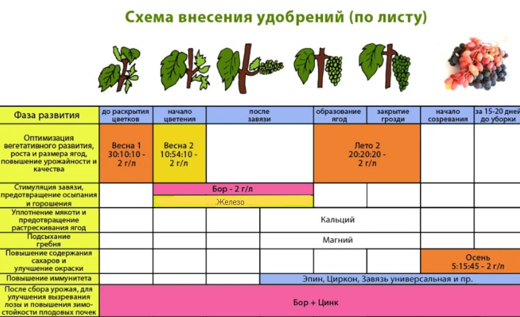 Схема питания винограда