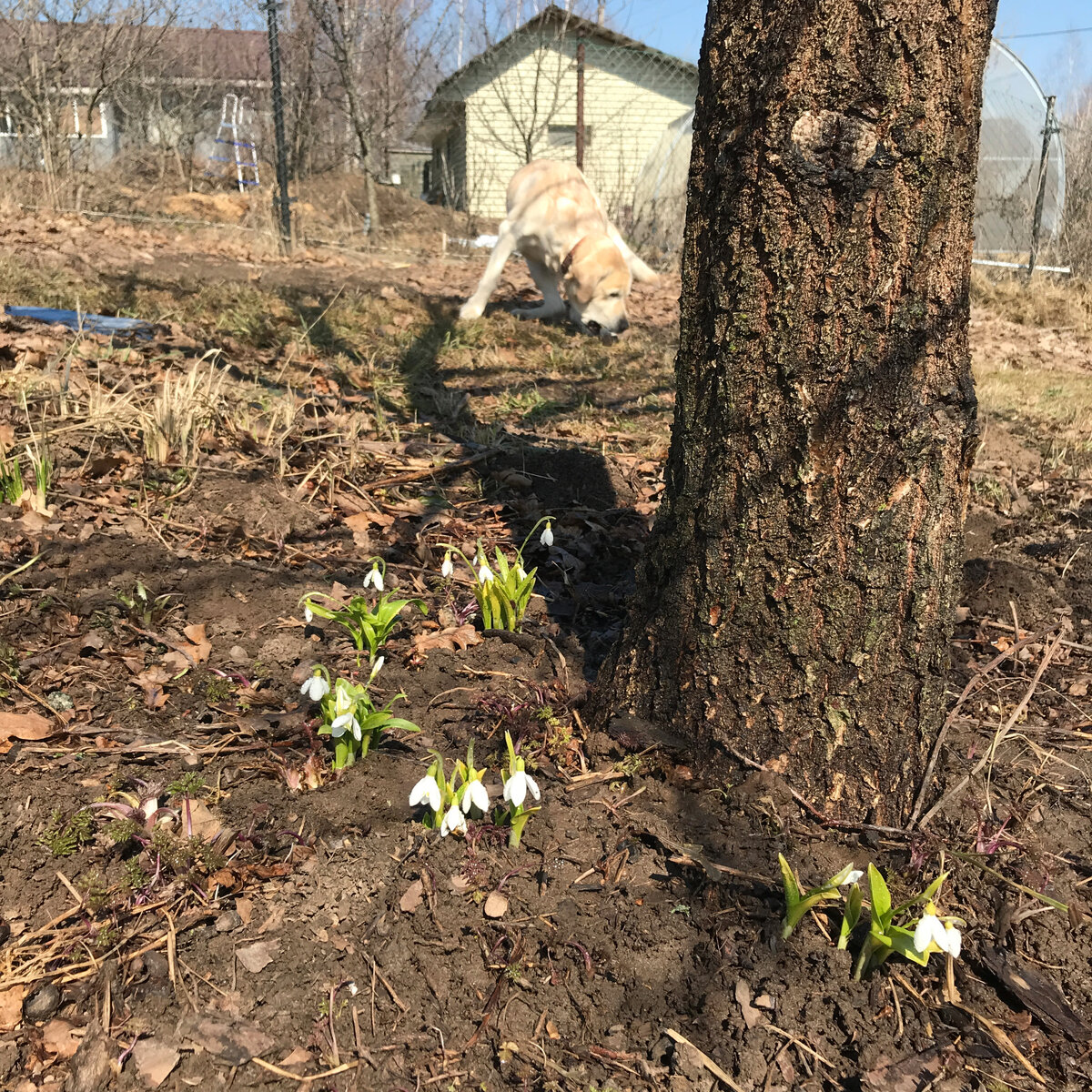 План весенних работ на дачном участке