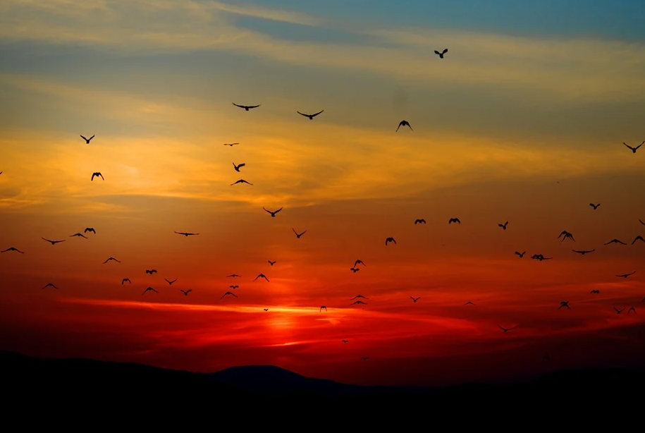 https://pixabay.com/photos/mountains-birds-silhouette-sunset-100367/