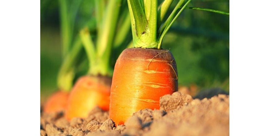 Источник https://www.canva.com/. Пока наша морковь не подросла, пусть эта красуется.