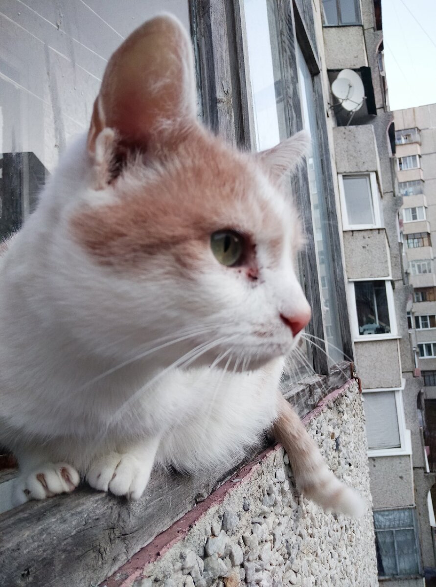 Какие проблемы блохи несут для кошек