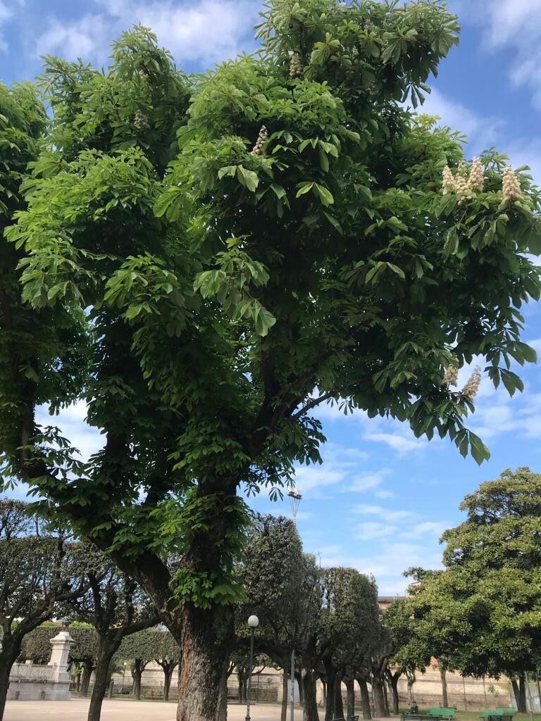 Фото автора.  Villa Comunale, Santa Maria Capua Vetere, Италия
