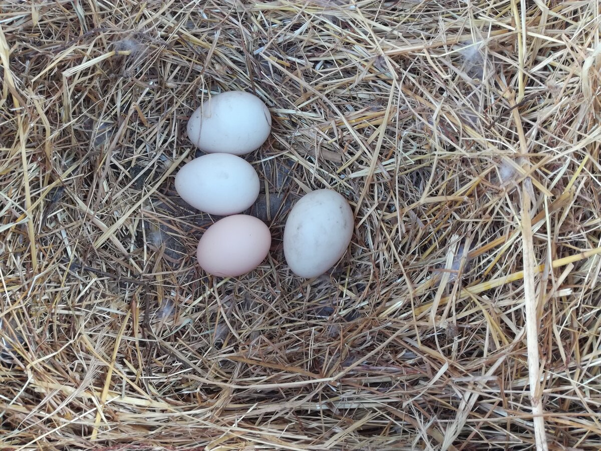 Курица снесла яйцо в утиное гнездо