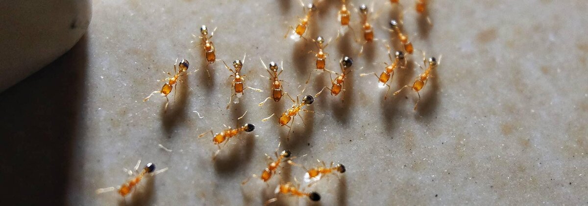 Фотография взята из интернета "pharaoh-ants"