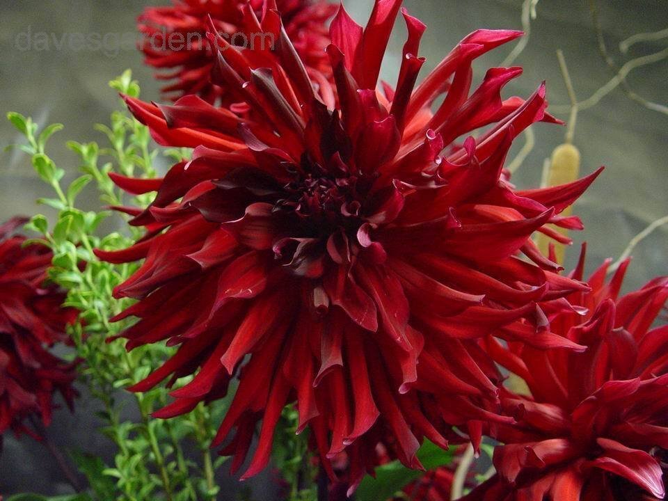 Георгины. Восхитительная красота. Даже если вы их не выращиваете, посмотрите какую красоту создает природа и человек.