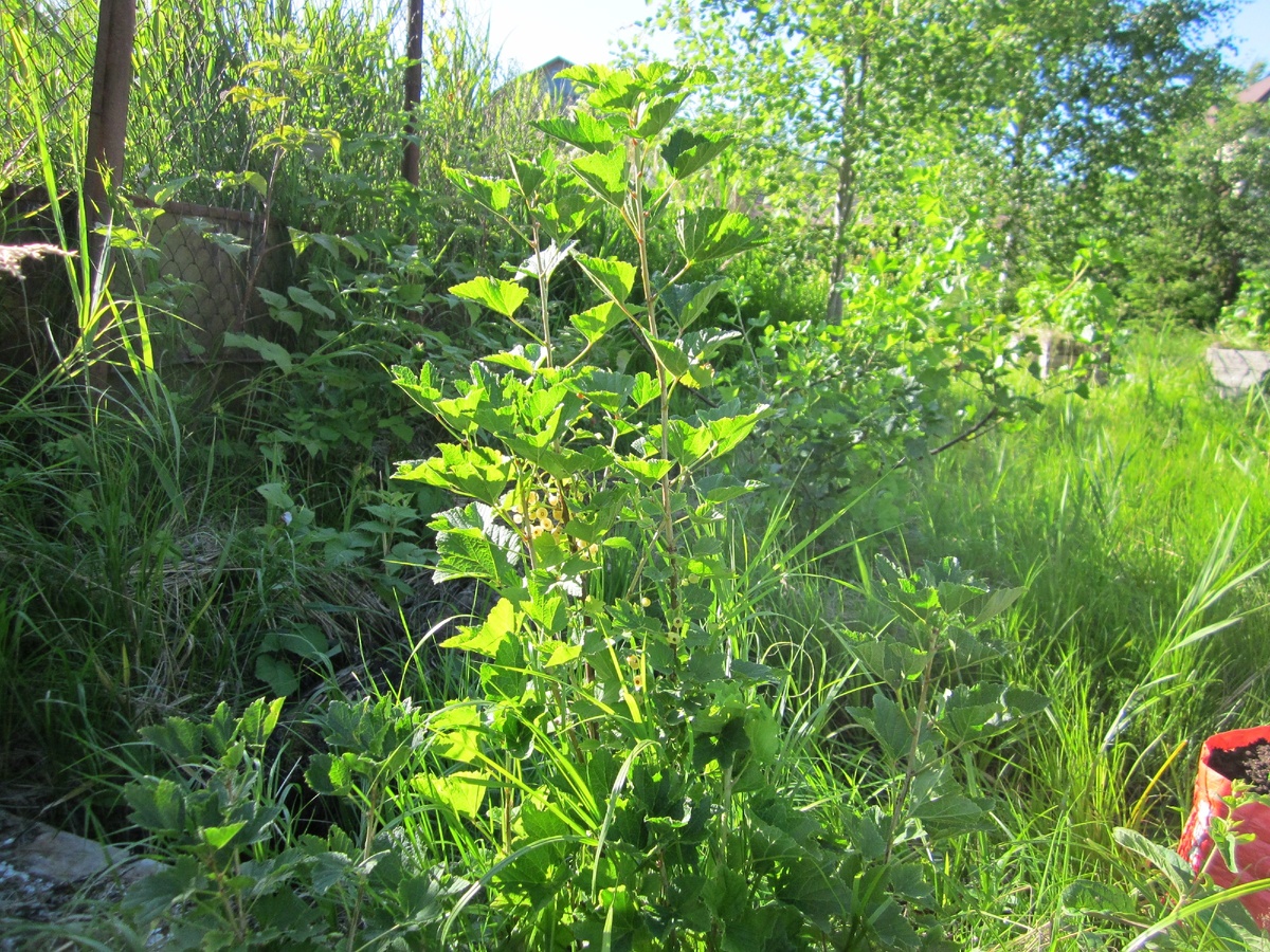  Это белая смородина