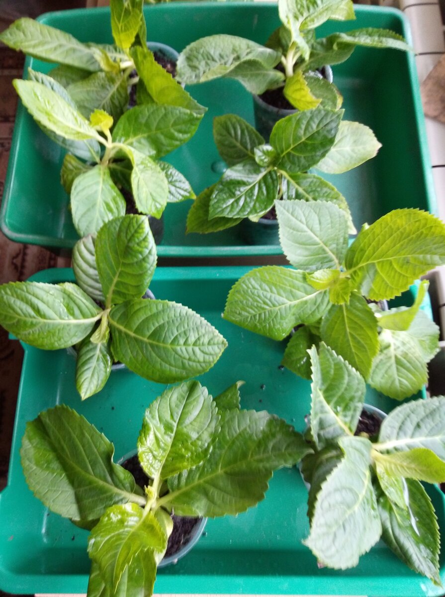 Черенки гортензии крупнолистной. 