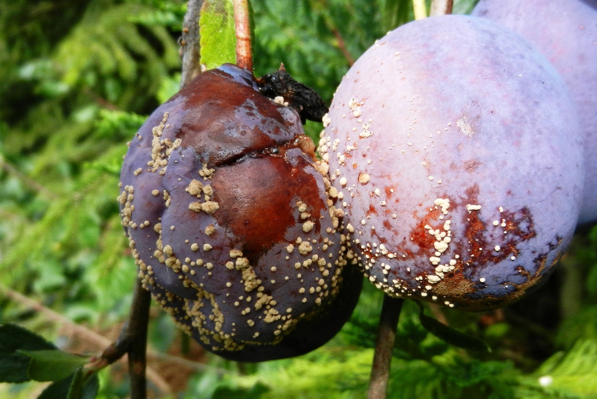 фото из интернета