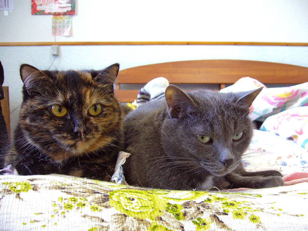 Бася и Лапа